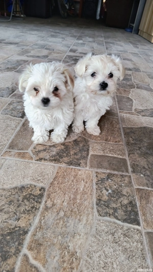 Cautam casuta noua  - imagine 4