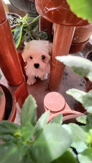 Cautam casuta noua  - imagine 5