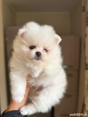 pomeranian boo,superb