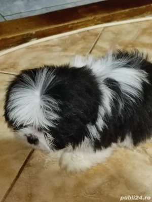 catelus shih tzu 2 luni - imagine 2