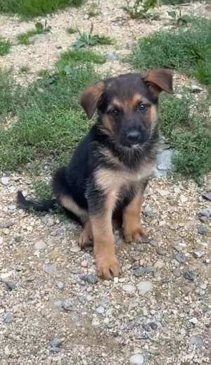 Catei ciobanesc german  - imagine 4 Catei ciobanesc german  - imagine 4