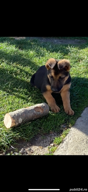 Catei ciobanesc german  - imagine 5 Catei ciobanesc german  - imagine 5