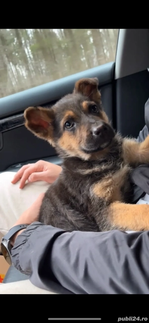 Catei ciobanesc german  - imagine 3 Catei ciobanesc german  - imagine 3