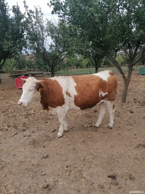 Vând juninci  - imagine 4 Vând juninci  - imagine 4