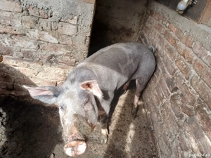 vand scroafa pietran 9 luni