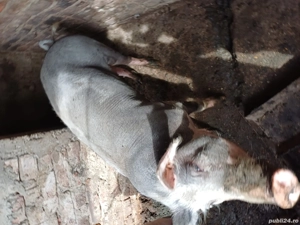 vand scroafa pietran 9 luni - imagine 3