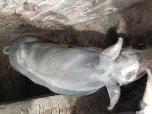 vand scroafa pietran 9 luni - imagine 4