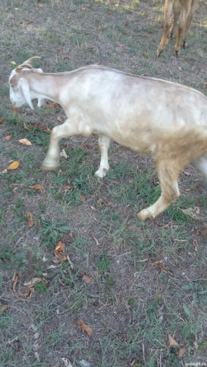 capra anglio nubiana 