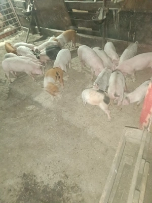 Vind purcei de 8 săptămâni  - imagine 3 Vind purcei de 8 săptămâni  - imagine 3