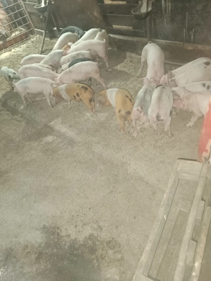 Vind purcei de 8 săptămâni  - imagine 2 Vind purcei de 8 săptămâni  - imagine 2