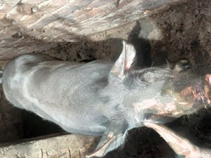 vand scroafa pietran 9 luni - imagine 2