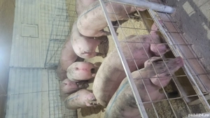 porci numai de carne !!! - imagine 3