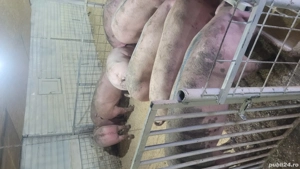 porci numai de carne !!!