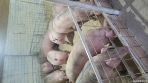 porci numai de carne !!! - imagine 4