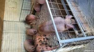 porci numai de carne !!! - imagine 2