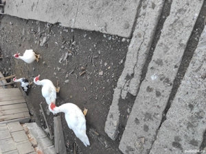 Rațe mute  - imagine 2