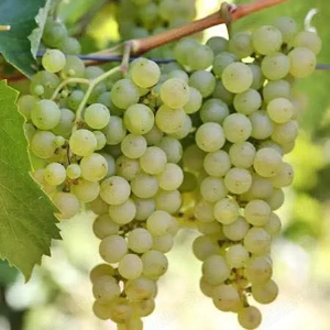 Vand must din recolta proprie 