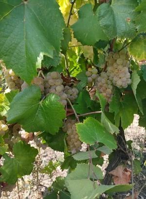 Vand must din recolta proprie  - imagine 2