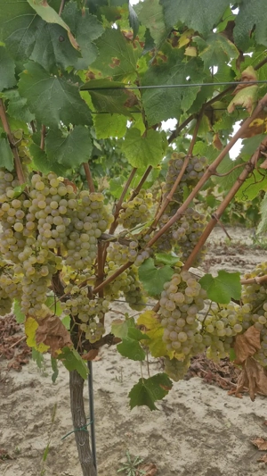 Vand must din recolta proprie  - imagine 3