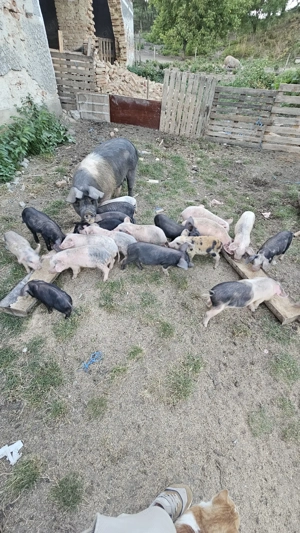 Purcei de vanzare 3 luni 350 bucata  - imagine 2 Purcei de vanzare 3 luni 350 bucata  - imagine 2