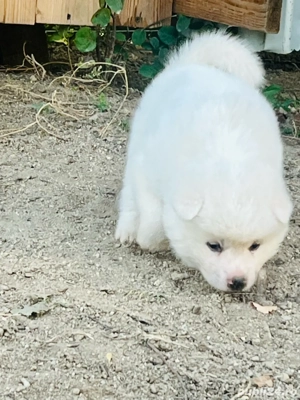 Akita inu japonez - imagine 5