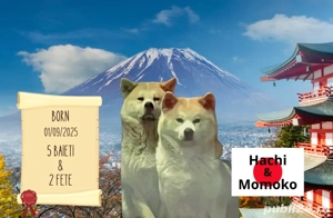Akita inu japonez - imagine 3