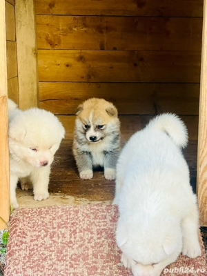 Akita inu japonez - imagine 2