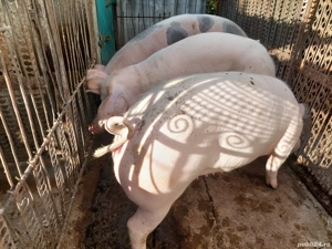 Porci grasi  - imagine 4