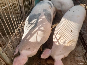 Porci grasi  - imagine 5