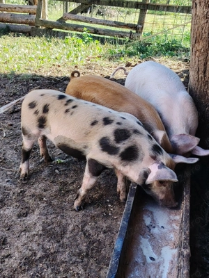 Vand purcei de 7 săptămâni 