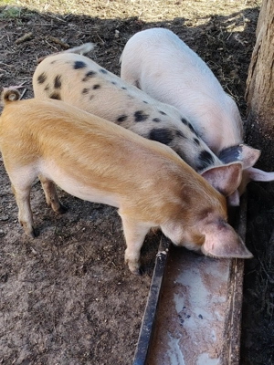 Vand purcei de 7 săptămâni  - imagine 2