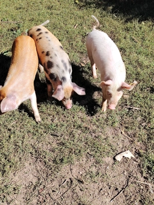 Vand purcei de 7 săptămâni  - imagine 3