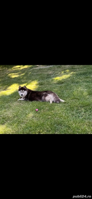 Husky Siberian rasa pură - imagine 2