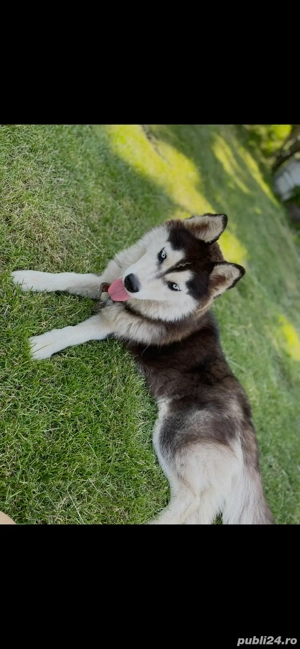 Husky Siberian rasa pură - imagine 4