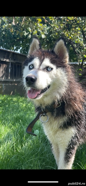 Husky Siberian rasa pură - imagine 5