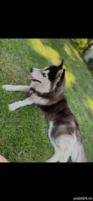 Husky Siberian rasa pură - imagine 3