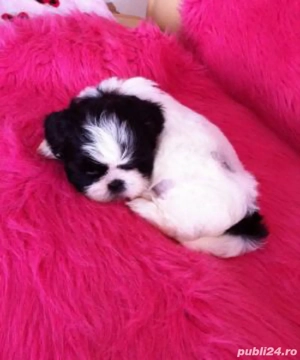 shih-tzuu baietel 2 luni