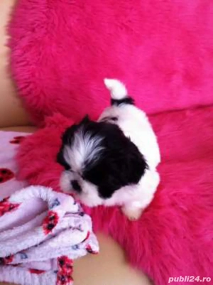 shih-tzuu baietel 2 luni - imagine 2