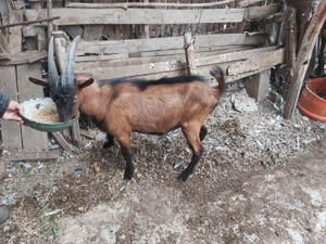 Tap (ied de 8 luni) alpin francez - imagine 4