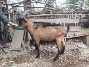 Tap (ied de 8 luni) alpin francez