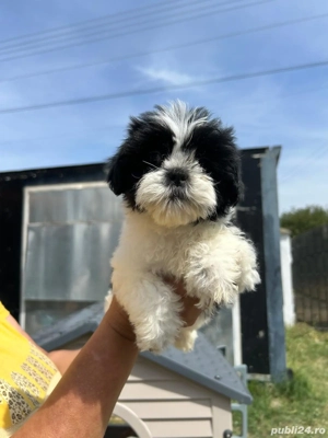 sihtzu cauata casa  - imagine 2