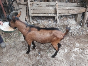 Tap (ied de 8 luni) alpin francez - imagine 2