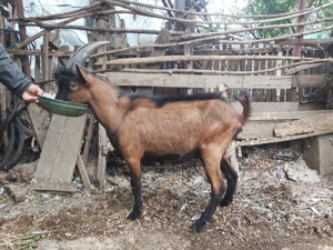 Tap (ied de 8 luni) alpin francez - imagine 3