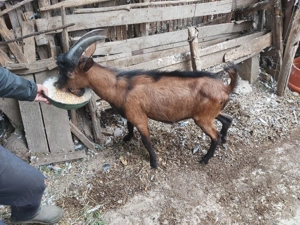 Tap (ied de 8 luni) alpin francez - imagine 5