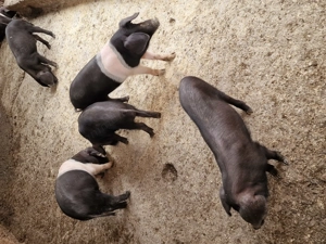 Bazna de 10 saptamani de vanzare