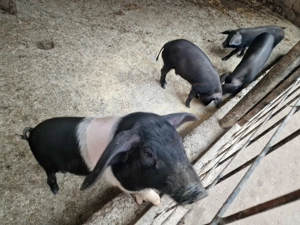 Bazna de 10 saptamani de vanzare - imagine 2