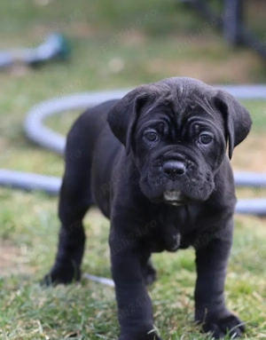 Pui Cane Corso Disponibili- Garanție și  Transport!