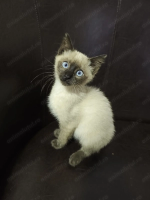 Pisica siameza - imagine 2 Pisica siameza - imagine 2