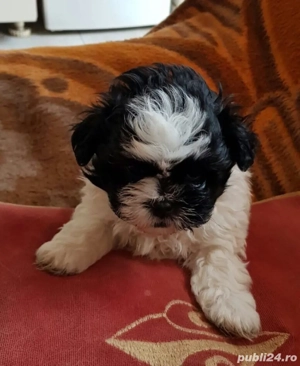 bichon havanesse fetita - imagine 3
