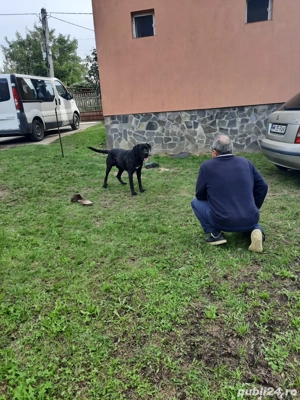 Vand caine cane corso